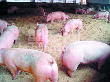怎样使猪“三角定位”的好习惯