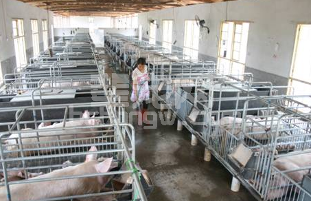养猪场消毒效果受温度、湿度和环境pH值之间影响