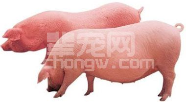 最新生猪催肥方法让你的猪长肉无忧