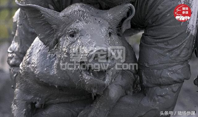 猪天生就该躺在泥水里？养猪人容易忽视的养猪误区