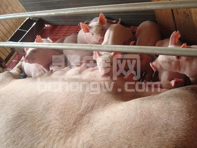 养猪过程中猪肠道菌性乳房炎的防治技术