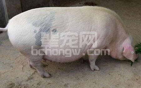母猪生产过程太长咋办？须注意“十大点”！