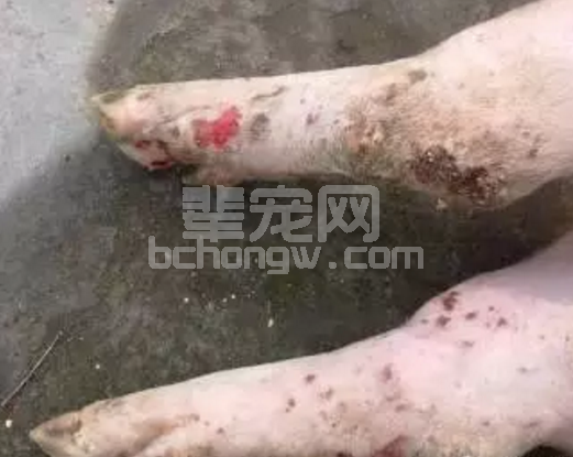 口蹄疫:猪场每年都不敢放松警惕，为何越治疗损失越大呢？