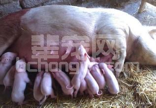 母猪奶水不够怎么办？治疗母猪缺奶的有效措施