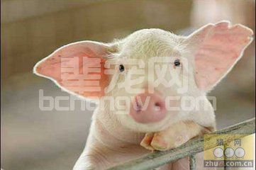 怎样度过养猪低谷期
