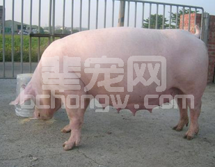 母猪的乳房构造特点及泌乳规律，想懂母猪的必看!