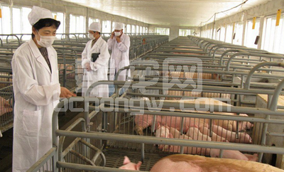 养猪人好心办了坏事！因为不了解消毒剂的6大毒副作用