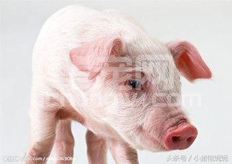 从生理原因讲述断奶仔猪容易发生腹泻的原因