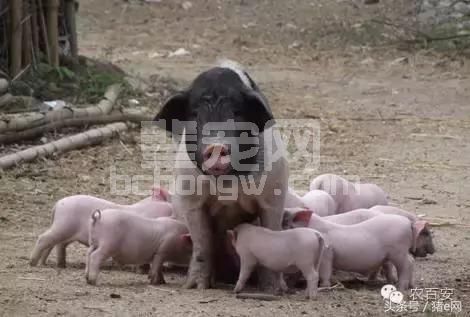 妊娠母猪保胎技术要点