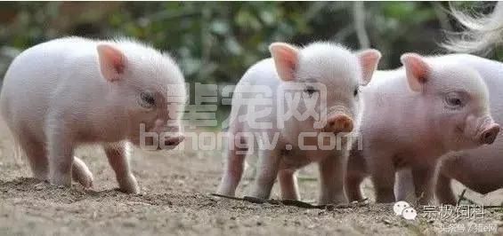 【养猪】分享一个缩短母猪产程的简单窍门