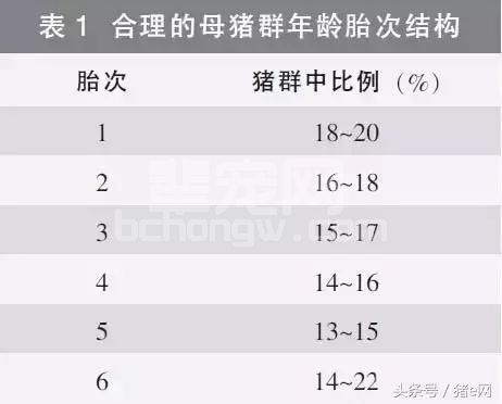 【养猪偏方】提高母猪产子数,就得这么干!