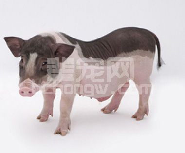 出生仔猪为什么要进行滴鼻免疫