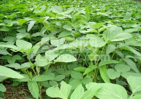 大豆叶能养猪？农民可以靠卖大豆叶赚钱？