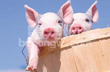养猪人你们还在愁什么？4点5条搞定猪舍防寒温暖过冬！