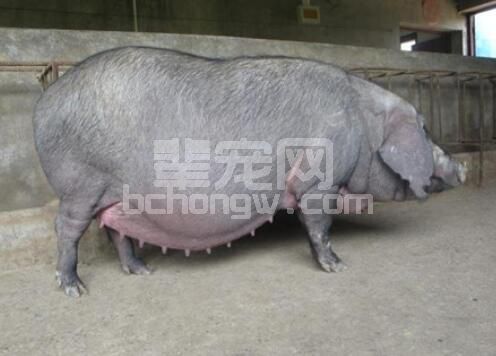 关注母猪营养，增强母猪生产性能，提升母猪生产效益