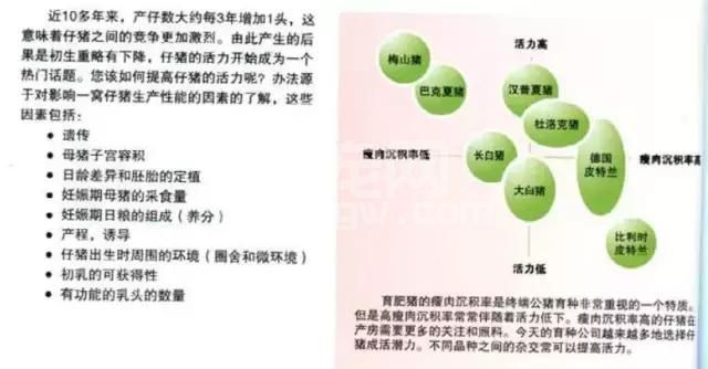 仔猪的信号--珍藏篇