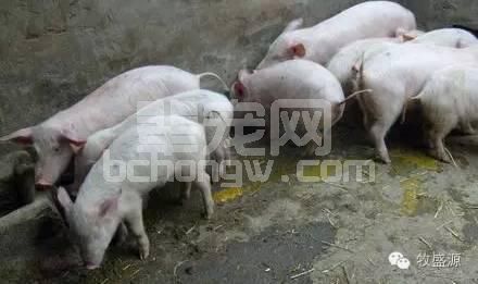 仔猪腹泻怎么办？