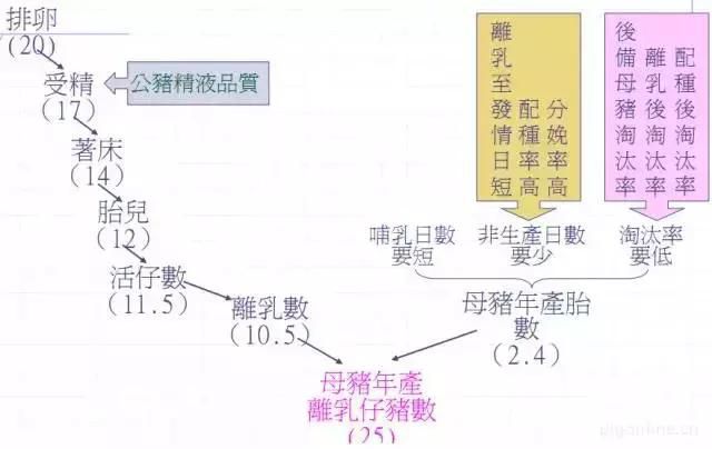 母猪为什么不发情，及专业解决方案！