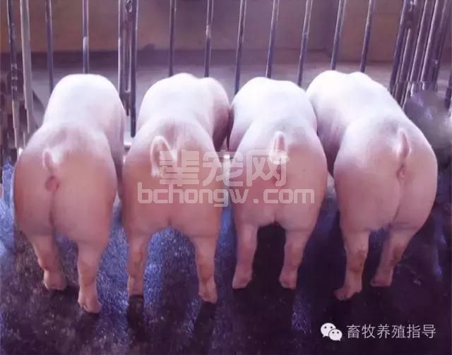【仔猪拉稀、顽固性腹泻】专业的成因分析和预防及治疗方案
