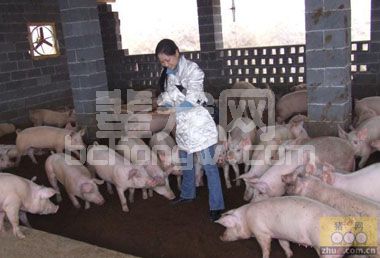 猪场常用的21种驱虫药，请对“虫”下“药”