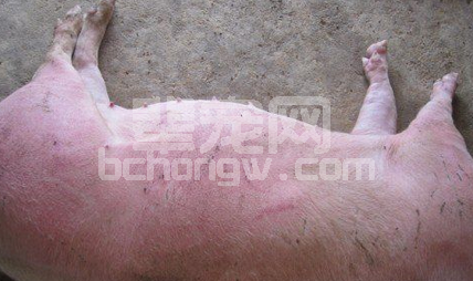 病猪毛孔出血到底是咋回事？