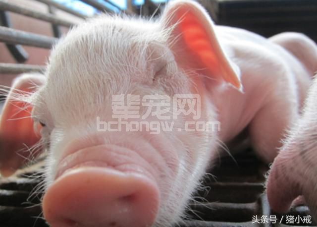 仔猪腹泻没防住？别担心，这里有应对措施！