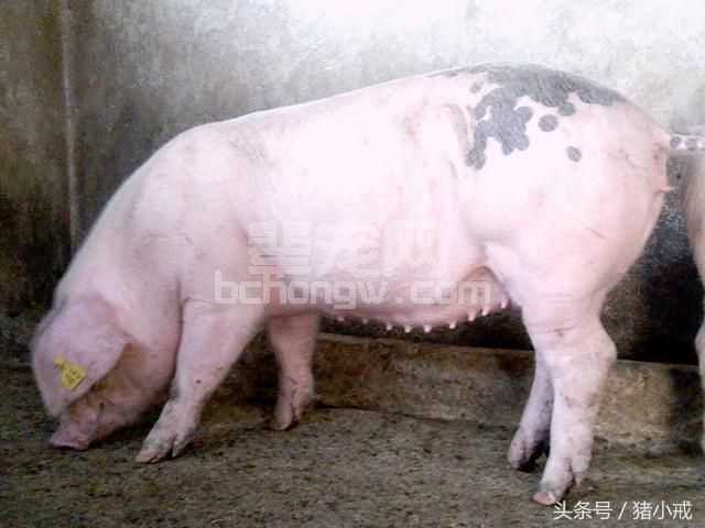 母猪产后的“月子”应该怎么伺候？