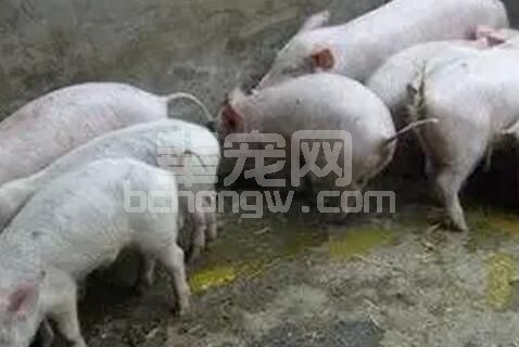 分娩舍常见仔猪腹泻的9个原因及综合防治方法