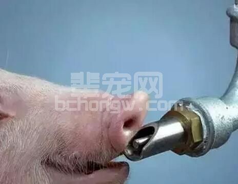 猪饮水出了问题，会有哪些影响？附4个给水系统优化方法