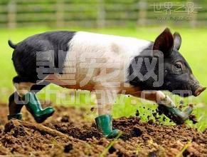 三日龄内仔猪发生腹泻会是伪狂犬吗？
