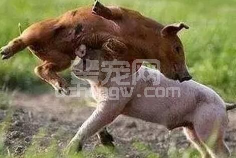 猪群频繁咬斗，原因何在？如何防治？