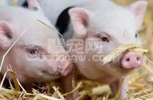 收藏看看！产房中仔猪应该怎样护理？