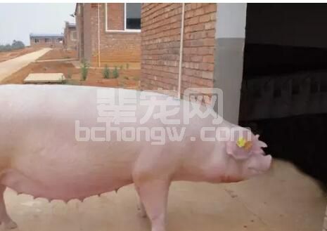 养猪户该如何降低养猪成本？