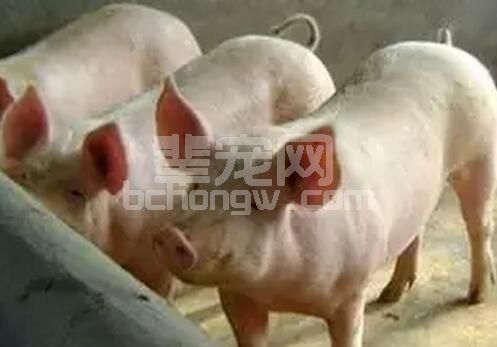 十月说养猪之传染性胃肠炎和流行性腹泻，这两种病到底有什么区别？