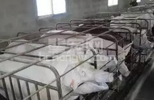秋冬季猪场最不稳定的保育舍如何做好全方位管理，降低疫病损失？