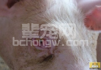 可以通过猪眼睛颜色巧辨猪病！