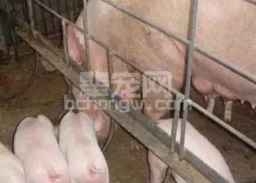 南方很多地方猪场母猪无乳少乳情况高达20%以上，其七大表现您知道吗？