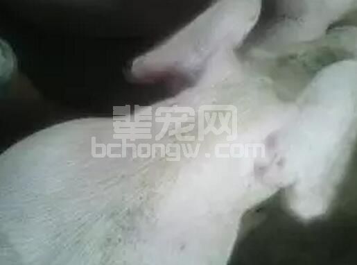 秋冬季节猪场到底出了啥问题，为什么猪体表发白的情况这么多？