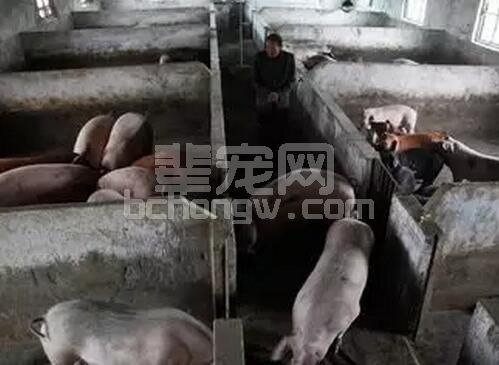 不谈细菌、病毒和寄生虫，看看断奶之后仔猪肠道里到底发生了哪些事儿？