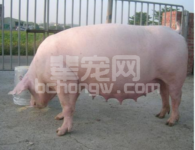 母猪的繁殖率如何提高