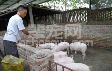 中小型猪场中存在的技术缺陷