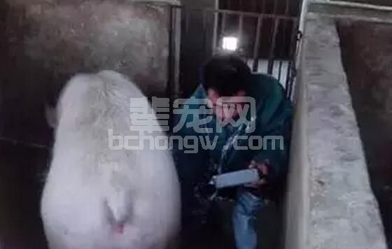 母猪过肥、过瘦对生产影响巨大，母猪的体况能告诉你很多秘密