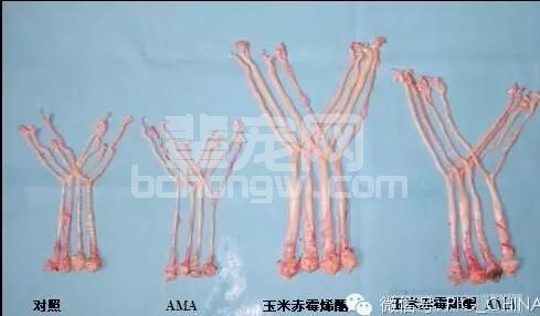 似乎在猪场不喂这东西就心慌：脱霉剂如何选择？您用的脱霉剂是最好的吗？