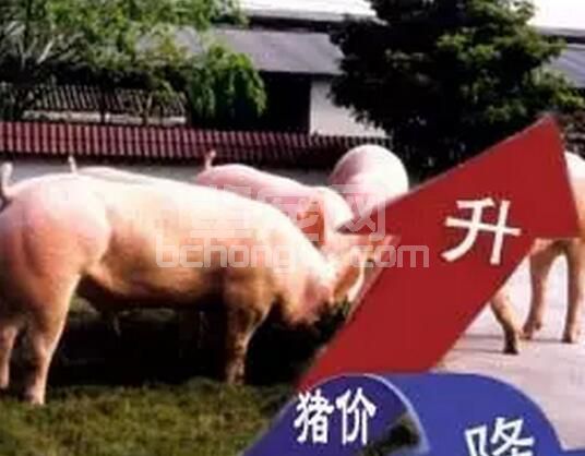 国内生猪供应紧张收购难度增加 各地价格出现上涨