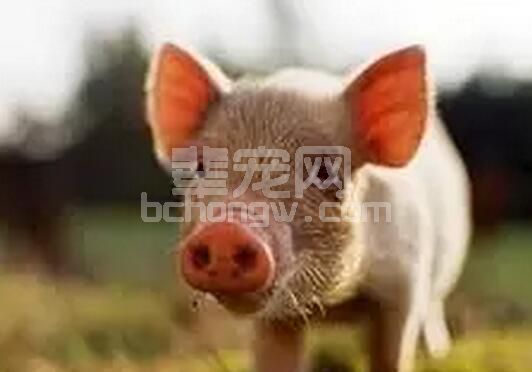 一篇文章说尽乳仔猪拉稀综合症，养猪人可以看看！