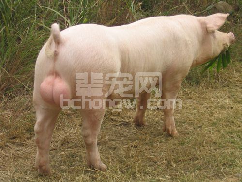 12种青年公猪调教方法，总有1种适合你的猪场！