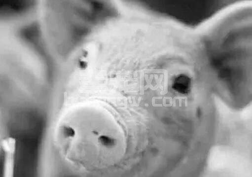 注意！这十大关键点容易造成母猪死胎增多!
