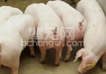 详细介绍育肥猪合群育肥的调教方法......
