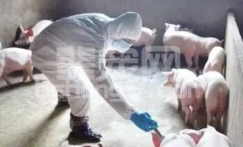 靠谱吗！判断这五种猪病，从这些方面看就够了