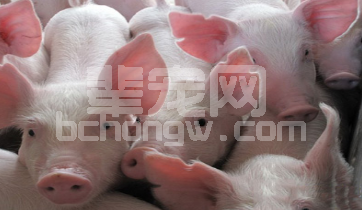 秋冬季节从产房到保育，抗应激是关键